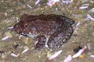 Image result for Strabomantis necerus