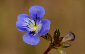 Image result for Linderniaceae