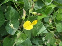 Image result for Rhynchosia caribaea