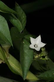 Image result for Ipomoea hochstetteri