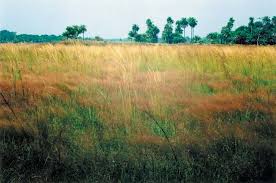 Image result for Isachne buettneri