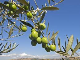 Image result for Olea