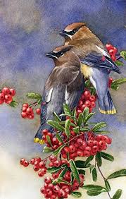 Cedar Waxwings Detail By Joe Garcia Watercolor 10 5 X 6 5 Sulu Boya Resim Sanati Ve Suluboya