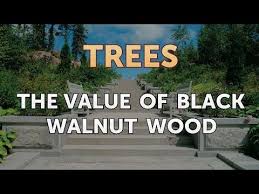 The Value Of Black Walnut Wood Youtube