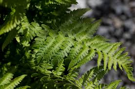 Image result for Dryopteris antarctica