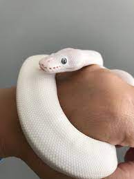 Pin By Stephanie S On Ball Pythons Ball Python Python Reptile Room