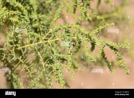 Image result for Suaeda monoica