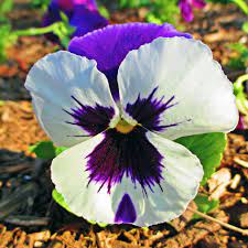 Pansy Flower Pansies Flowers Photo Journal Pansies