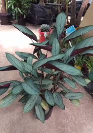 Ctenanthe amabilis has beautifully striped leaves. Ctenanthe Grey Star 20cm Colorful Plants House Plants Indoor Variegated Plants