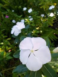 With their elegant beauty and dramatic appearance, tropical blooms create an exotic retreat. Planting A Garden With All White Tropical Flowers See Photos Dengarden