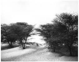 Image result for Acacia adenocalyx