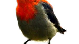 Muscicapa griseisticta (swinhoe, 1861) muscicapa griseisticta. 21 Jenis Burung Cabai Di Indonesia Dan Kicauannya Om Kicau