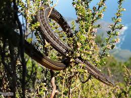 Image result for Chamaeangis