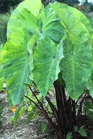 It can also be grown for its immense, spectacular foliage, adding a little bit of the tropics to your conservatory or garden. Pin On Colocasia