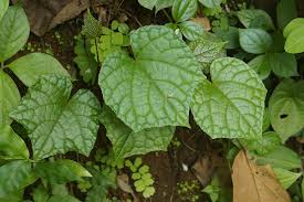 Image result for Ampelocissus multistriata
