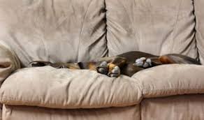 What Is The Best Flea Spray For Furniture Couch Bed Rugs Clothes Car