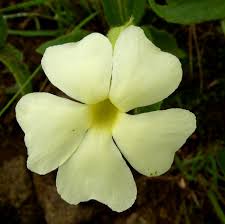 Image result for Thunbergia dregeana