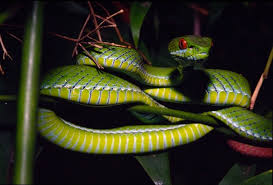 Vipers are found all over the world. Facts About Vipers Live Science