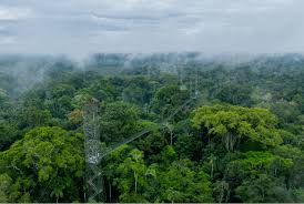 Resultado de imagen para que es la amazonia aqui en ecuador