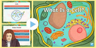 A vid about parts of the cell and their functions. What Is A Cell Powerpoint Cells Powerpoint Twinkl