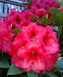 R Vulcan S Flame X Brittania Photo By Jan R Fuller Flowers Rhododendron Rose