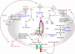 Image result for Platelet Dysfunction