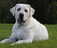 White Labrador Retriever And White English Labrador Retrievers Puppies Snow White Polar Bear Whi English Labrador Labrador Retriever Labrador Retriever Puppies