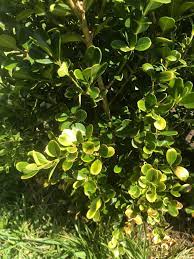 Boxwood leaves can lose their green color during the winter if they're grown in full sun. Boxwood Leaves Turning Yellow Ideas Landscaping