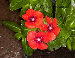 Image result for Catharanthus roseus