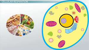 Have sufficient oxygen and most of it takes place in the mitochondria. Aerobic Cellular Respiration Stages Equation Products Video Lesson Transcript Study Com