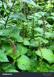 Image result for Uraria picta