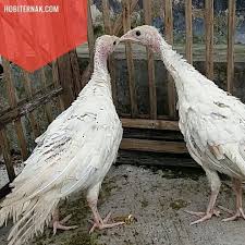 Pin On Aves De Corral