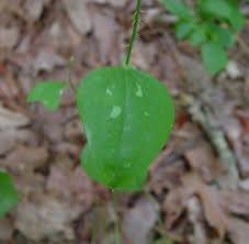 Image result for Smilacaceae