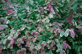 Image result for Bridelia mollis