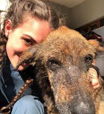 rescue dogs Archives