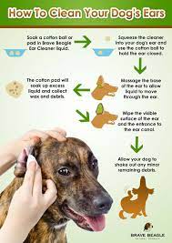 Amazon Com Dog Ear Cleaner By Brave Beagle Help Prevent Infection Itching And Mites With Our Natural Gentle Pet Cl Dog Care Tips Dog Ear Cleaner Dog Info