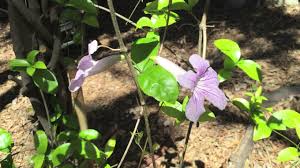 Image result for Bignonia callistegioides