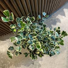 Image result for Ficus triangularis