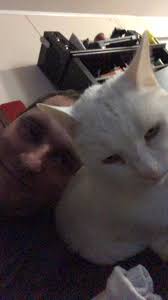 Lost kitty returns home in Milton and Pace, FL after two weeks