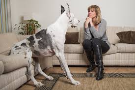 Our great dane pup (being raised as an assistance dog) loves to talk on the couch. Maria Ashley Petersen