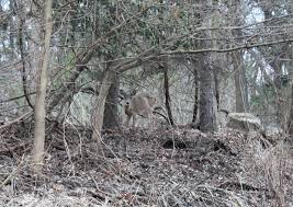 Learn how to keep the deer from eating trees, flowers, and food in your garden. Deer Are Coming To Eat Your Precious Plants Here S How You Can Stop Them Pennlive Com