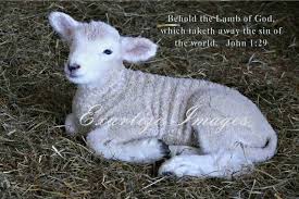 Bible verses related to sheep from the king james version (kjv) by relevance. A Flock Of Lambs Quotes About God Inspirational Scripture God Loves Me