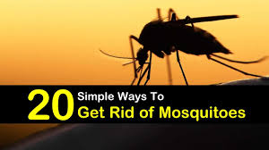You want to find it and kill it. How To Keep Mosquitoes Away 20 Simple Ways To Get Rid Of Mosquitoes