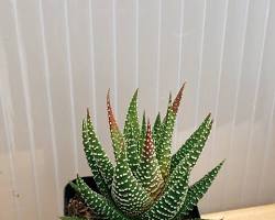Haworthia succulent resmi