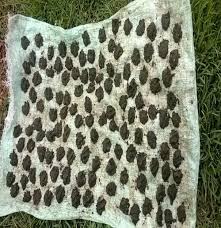 Image result for Lophiocarpus tenuissimus