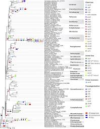 Image result for Lophiocarpus polystachyus