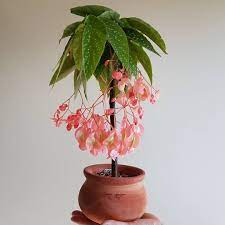 Begonia Maculata Tamaya Indoor Flowers Patio Plants Plants