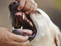 While cancer can't be prevented, there are some things you can do to help reduce your cat's risk of. Oral Tumors In Dogs Oral Tumors In Cats Petmd