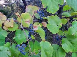 Image result for Vitaceae