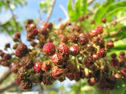 Image result for Galpinia transvaalica